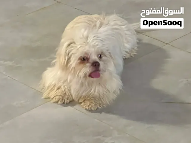 كلاب شيتزو دكر وانثي للبيع