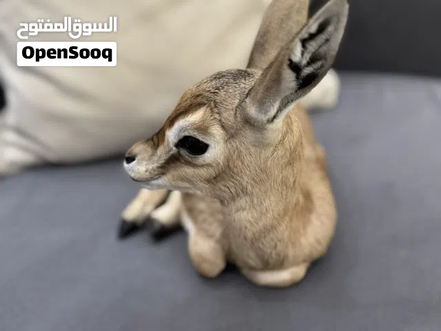غزلان  دماني الليفات ذكور واناث الليفات ومتعلمات على المرضعه النوع دماني الاعمار اقل من اسبوع
