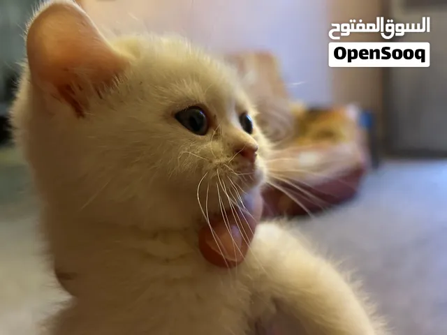 كتنز للتبني عمر شهرين مكس شيرازي سكوتش فولد