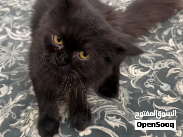 قط تركي 4 اشهر