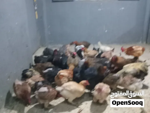 دجاج بلدي العمر من 8 اشهر الى سنه واربع اشهر