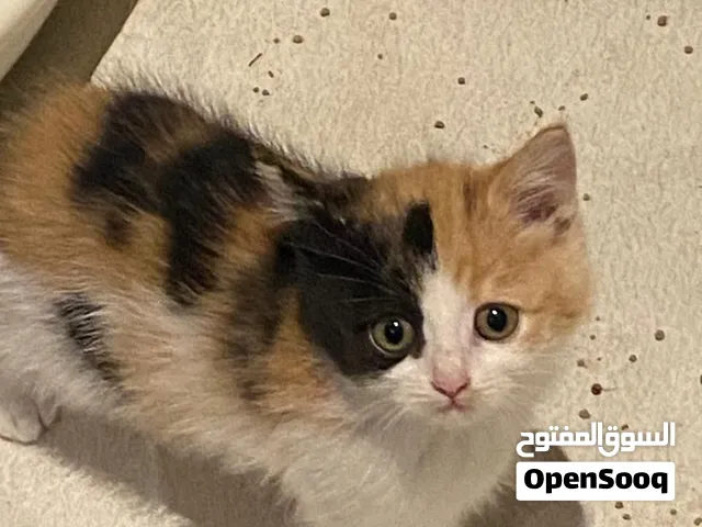 قطه شيرازي 45يوم