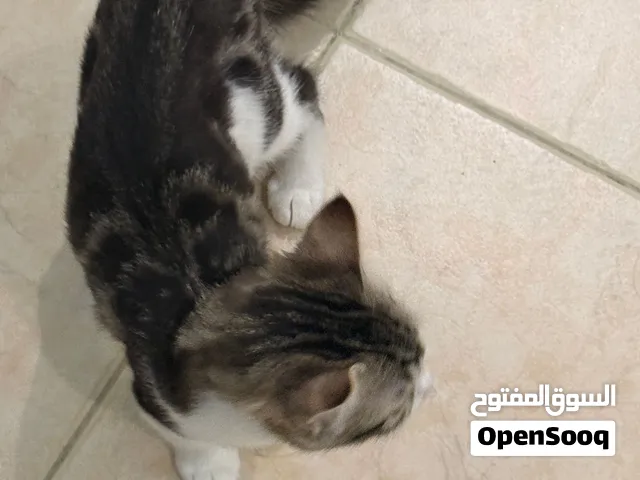 Kitten for adoption