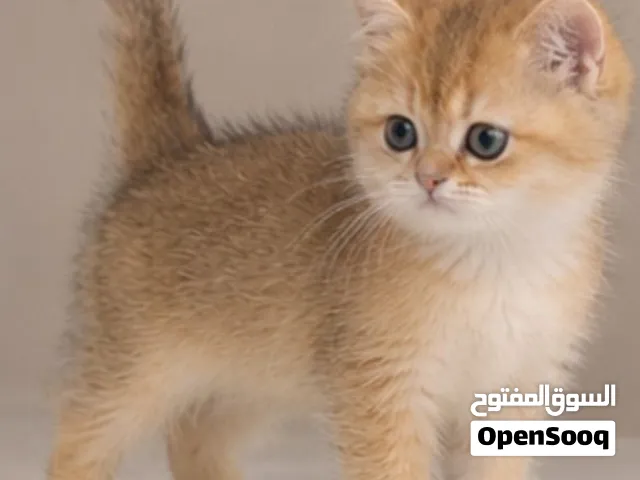 قطه انثى سكوتش ستريت جولد شورت هير