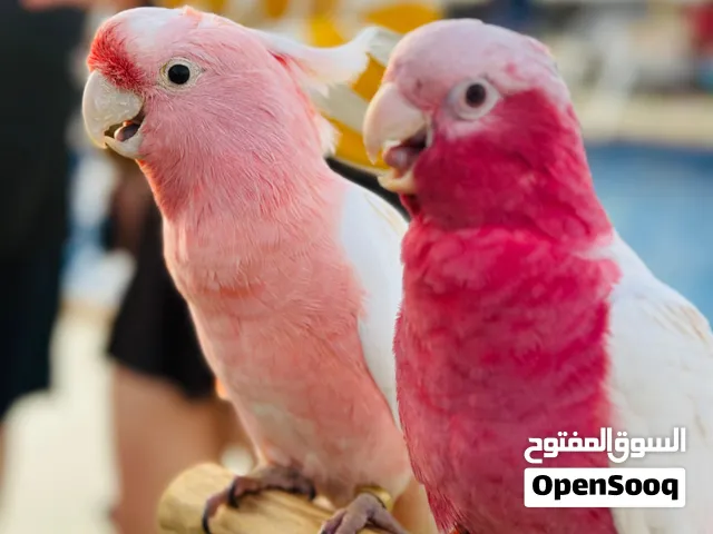 نرويض وتدريب الببغاوات بخبره تزيد اكثر من 20سنه