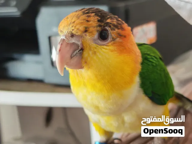 للبيع بغباء الكايك ذكر مع الفحص والشهادة For sale Caique الكايك ذو البطن الأبيض: White-bellied Caiqu