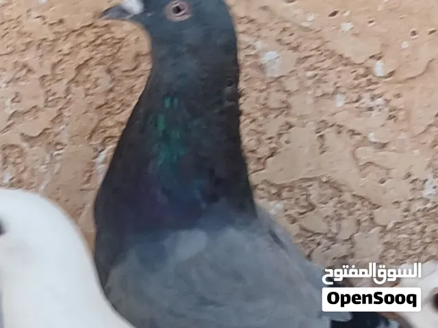 متاح دكر تاكلة