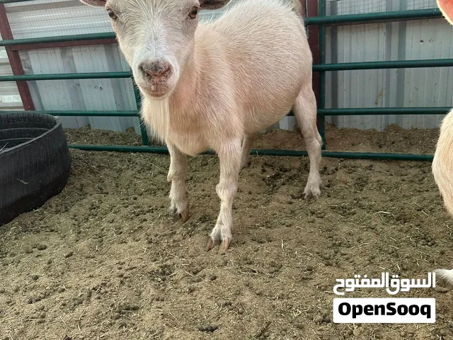 للبيع تيس جيكي القزم يقرع هد