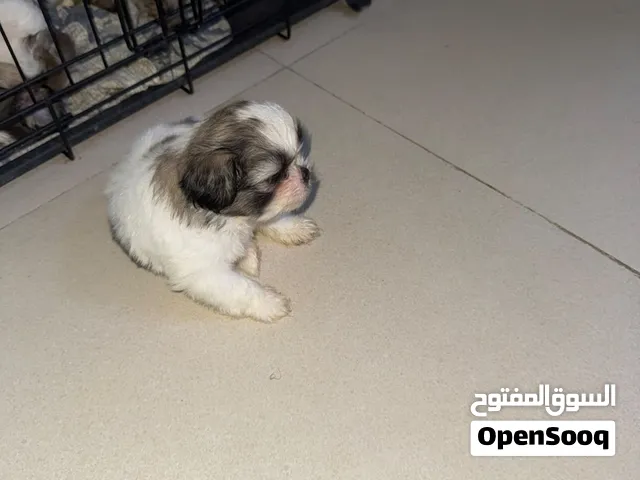 شيتزو البيع