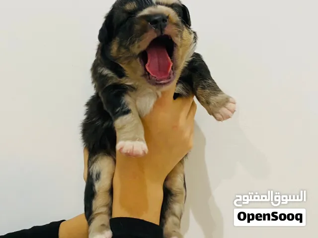 جروای استرالین شبرد الحجز المسبق Pre-order