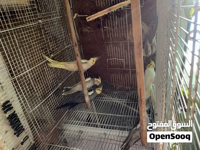 زوج كوكتيل مع عيالهم كلهم 7 حبات