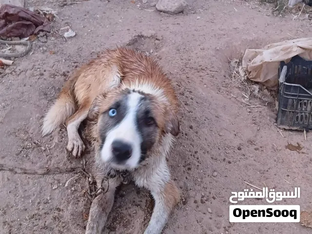 كلب للبيع الموقع المفرق