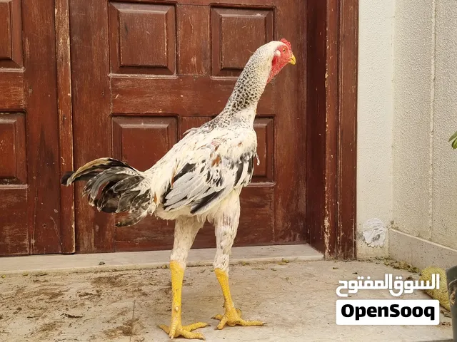ديك باكستاني بيورر