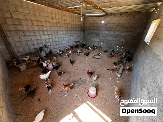 عتاتيق دجاج بلدي عمر 4شهور بيع جمله