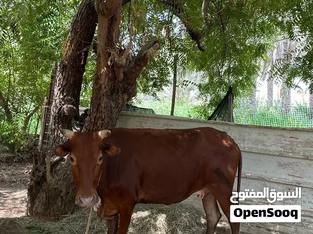 بقره سمينه فول