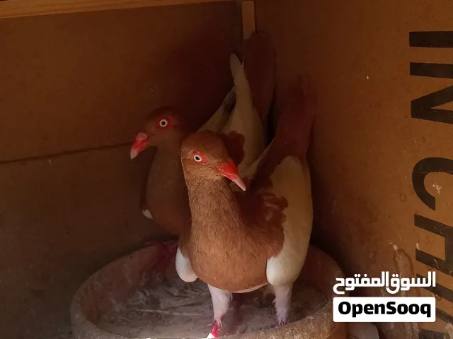 حمام نخب للبيع