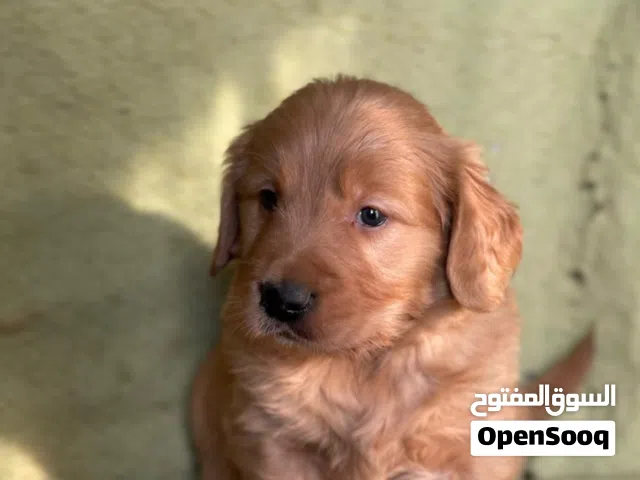 جولدن رتريفير