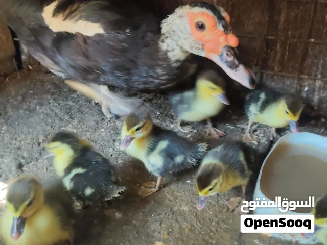بطتين راقدات بلديات معاهن عشر إفراخ