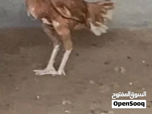 دجاج للبيع