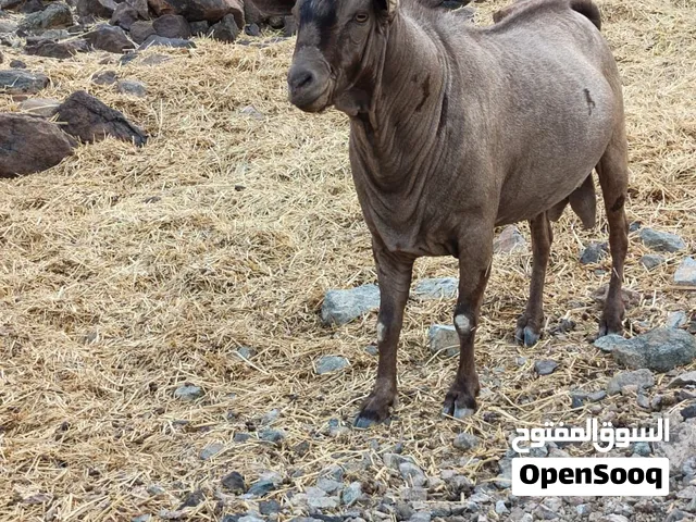 للبيع تيس صلالي