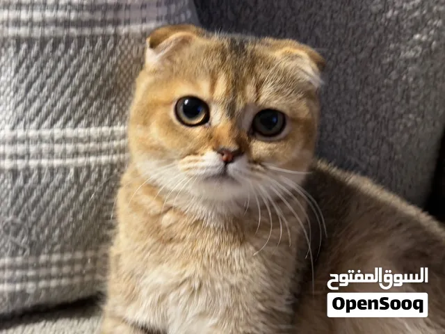 سكوتش فولد