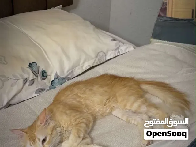 (للتبني) قط برتقالي حنون ولعوب للتبني