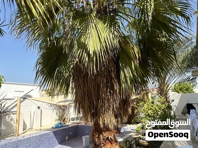 شجرة واشنطونيا مكسيكيه
