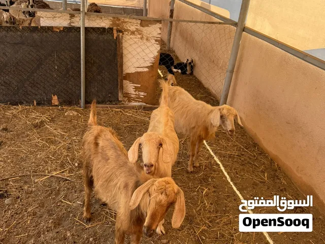 سخال صنف جامودي أصل