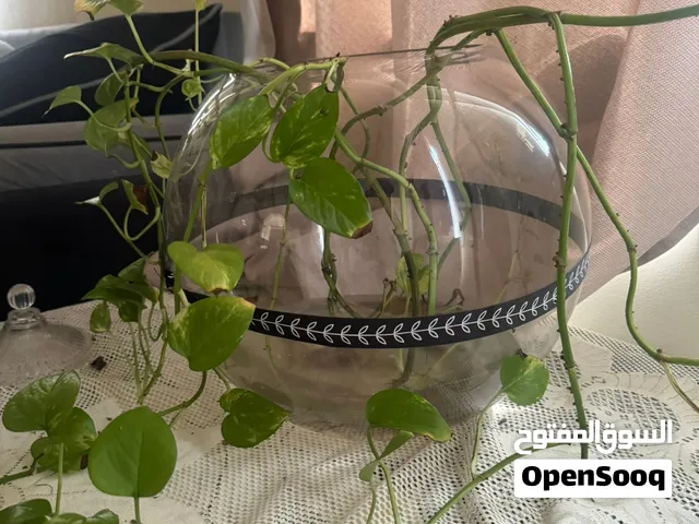 Large Round Glass FishBowl Vase / فازة زجاجية كروية كبيرة - 5