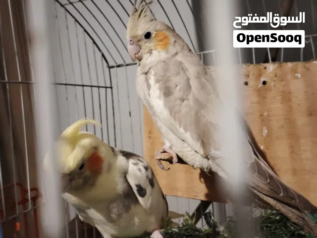 انثى  كوكتيل