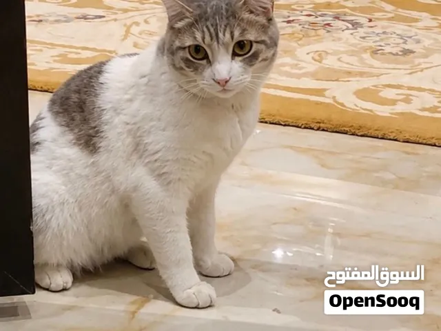 قط ذكر للتبني