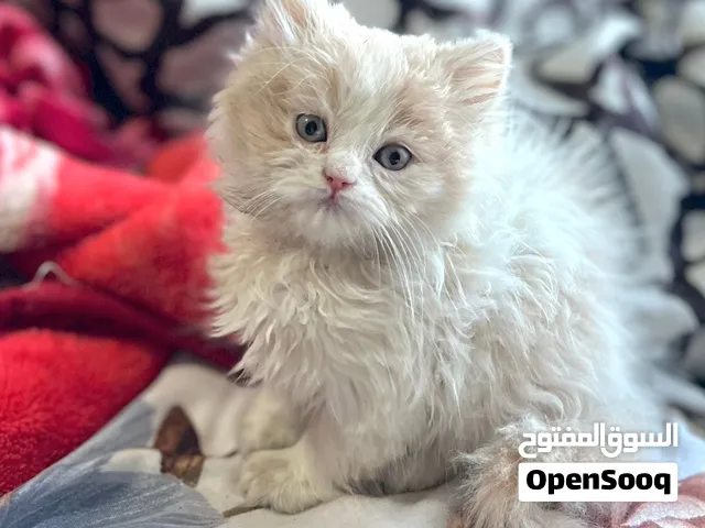 قط ذكر ملكي فاخر (للجادين فقط) إذا كنت تبحث عن التميز والفخامة، فهذا القط هو الخيار الأمثل لك!