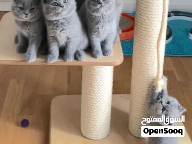 beautiful British short hair kittens for sale to a nice and loving family