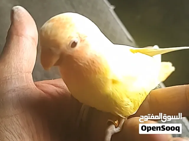 ببغاء روز لاتينو اوبلاين ريد اليف جدآ ...