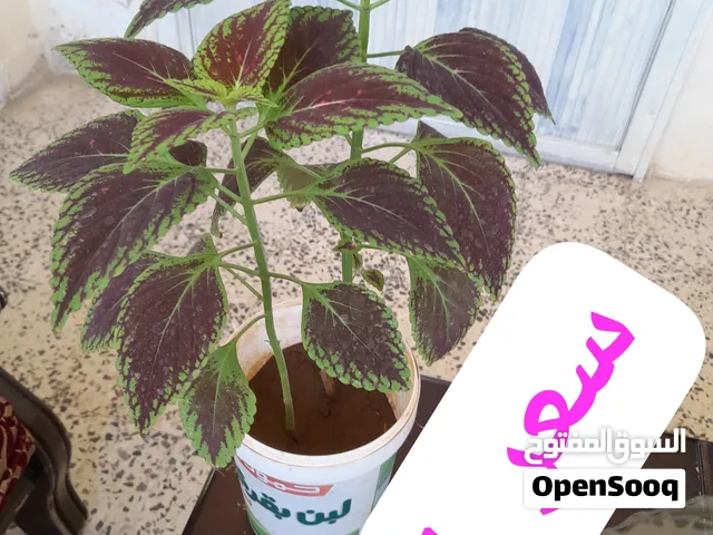 نباتات سجاد ومديت اخضر واحمر وعطريات
