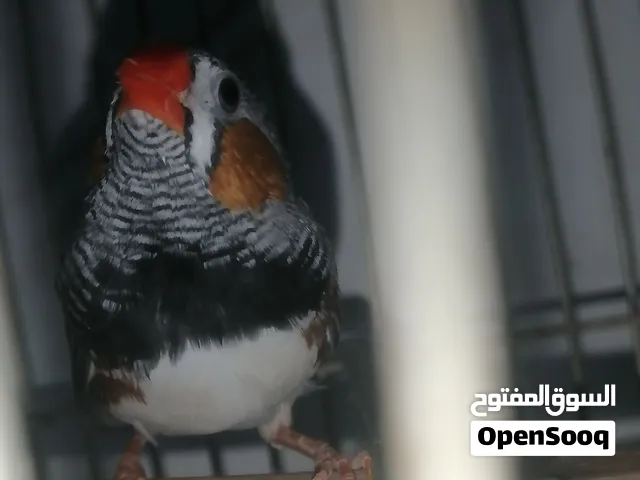 سلام عليكم فنجز وكوكتيل اقراء الوصف