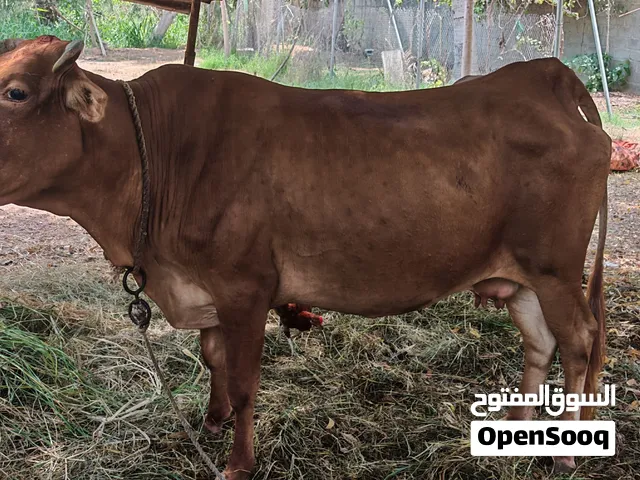 بقرة للبيع ب 350 ريال عماني