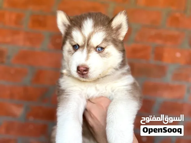 جراوي هاسكي توب ليفل دباديب بيور عيون زرقاء