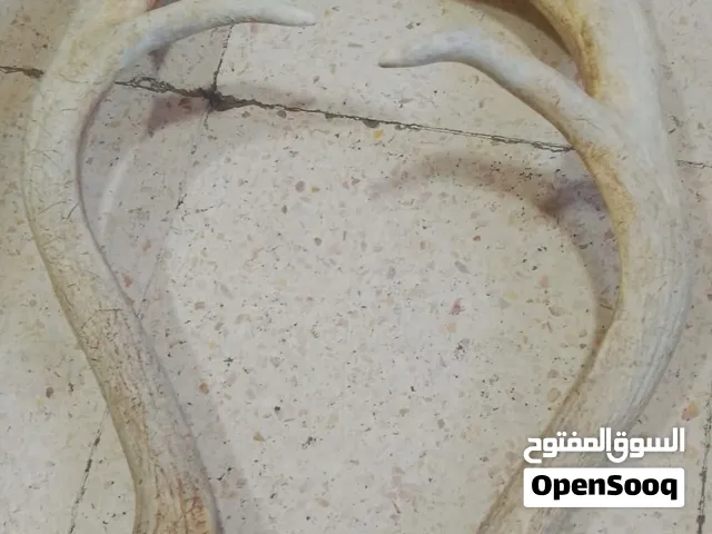 قرون غزال  حجمين