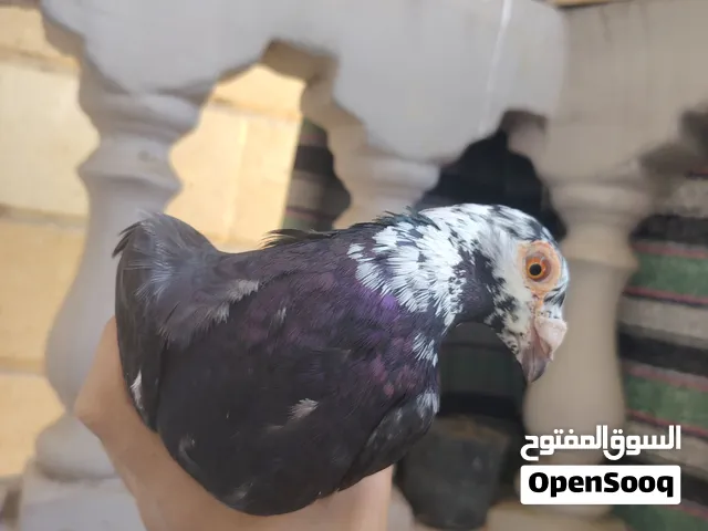 قص رمايه وشوش.
