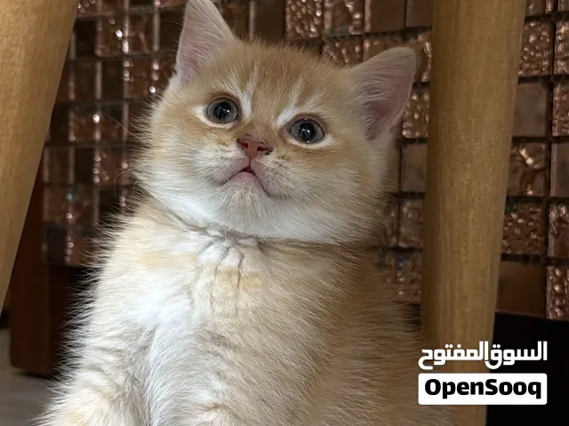 قط  ذكر
