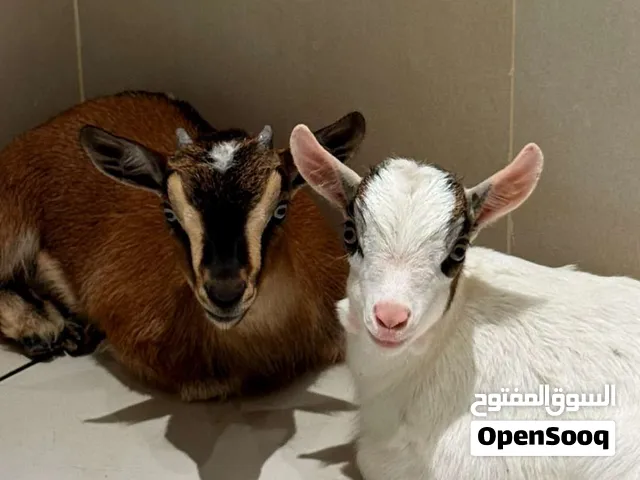 ماعز القزم