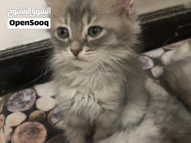 FOR SALE PERSIAN KITTENS