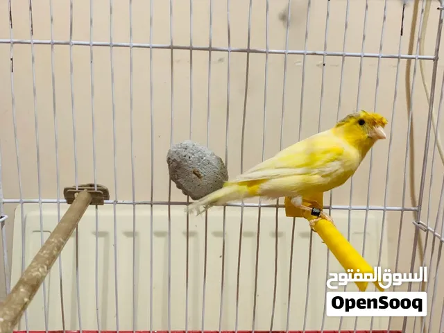 ذكر كناري شريانة ربي يبارك