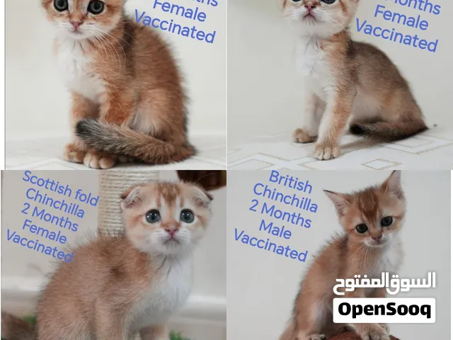 بريتيش و اسكوتش فولد Scottish and British chinchilla