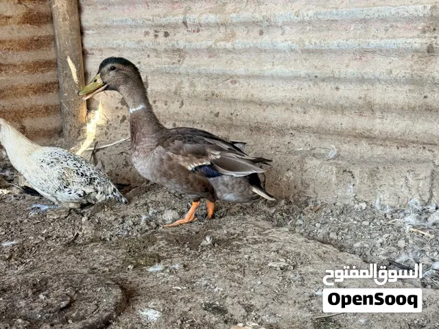 بش خضيري بري