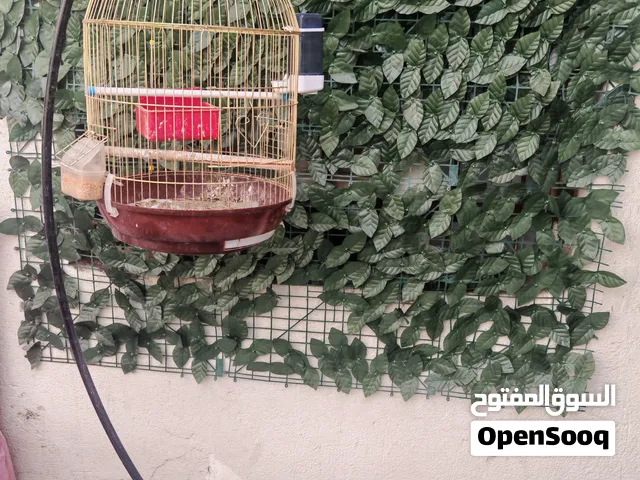 قفص تعليك للبيع