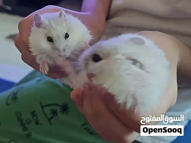 هامستر روسي العدد 5 العمر 3شهور مع قفص عدد2
