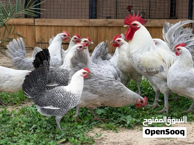متوفر بيض مخص فيومي كلاسيك والسيلفير العدد بالطلب المكان العين رماح نسبه التخصيب 80في الميه