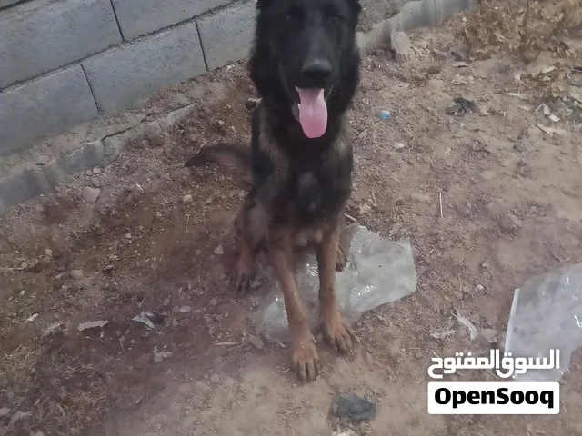 السلام عليكم كلاب للبيع شوف الوصف
